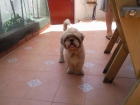 vendo perro raza shisu - mejor precio | unprecio.es
