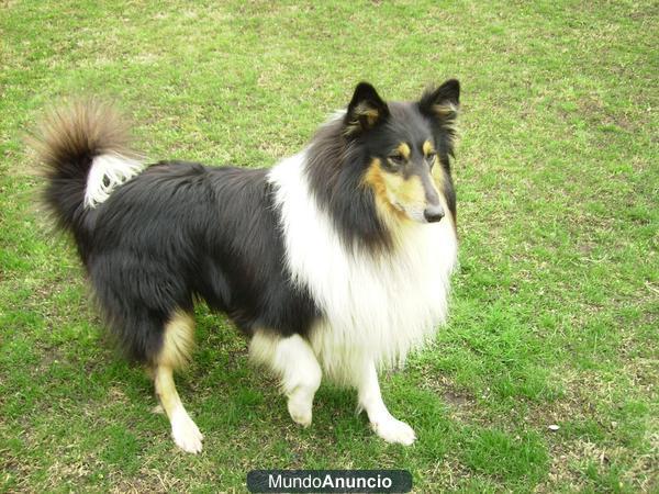 Busco rough collie hembra para cruce