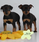 Cachorritos de Mini Pincher ¡Garantia y seriedad - mejor precio | unprecio.es