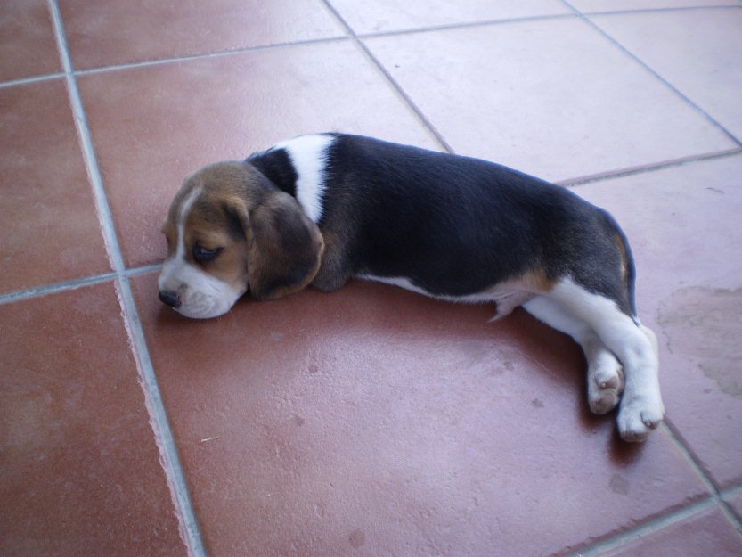 Cachorros Beagles Tricolores