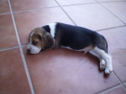 Cachorros Beagles Tricolores - mejor precio | unprecio.es