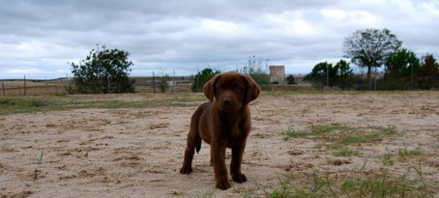 Cachorros de Labrador retriever, Pedigre Loe, Pruebas de displaxia de caderas¡¡