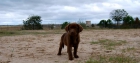 Cachorros de Labrador retriever, Pedigre Loe, Pruebas de displaxia de caderas¡¡ - mejor precio | unprecio.es