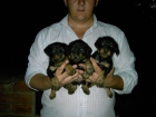 cachorros JAGD TERRIER con PEDIGREE - mejor precio | unprecio.es