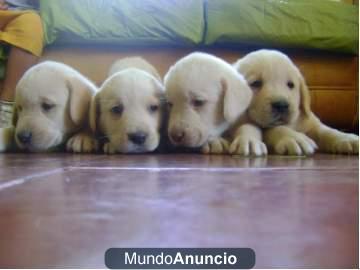 cachorros labrador retriever