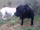 camada staffordshire bullterrier - mejor precio | unprecio.es