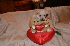 Increible cachorrito chihuahua toy blanco - mejor precio | unprecio.es