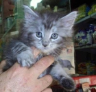 MAINE COON - mejor precio | unprecio.es