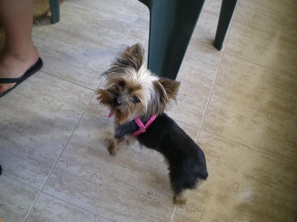 SE BUSCA YORKSHIRE PARA MONTA