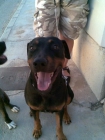Se ofrece macho Pitbull para Montas black & tan - mejor precio | unprecio.es