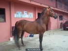 Se vende semental - mejor precio | unprecio.es