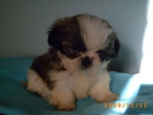 SHI-TZU EL REGALO PERFECTO - mejor precio | unprecio.es