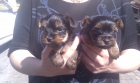 yorkshire terrier - mejor precio | unprecio.es