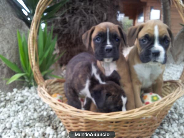 bonitos cachorros boxer con loe.