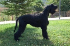 cachorros de schnauzer gigante - mejor precio | unprecio.es