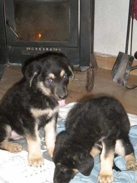 Cachorros X Pastor Alemán rescatados del río. Urgen familias, en adopción