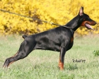 Dobermann Excelente Camada - mejor precio | unprecio.es