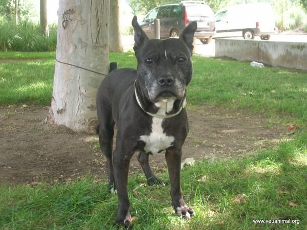 EN ADOPCION!!! NEGRITA
