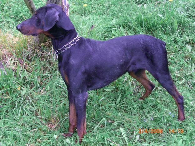 Excelente Doberman Macho 15 Meses Ideal para Guarda y compañia.