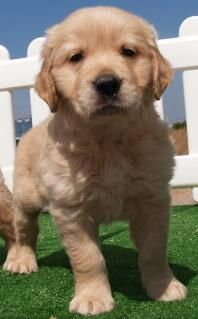Golden ¡tu cachorro al mejor precio!