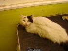 Regalo gato de angora de 6-8 meses - mejor precio | unprecio.es