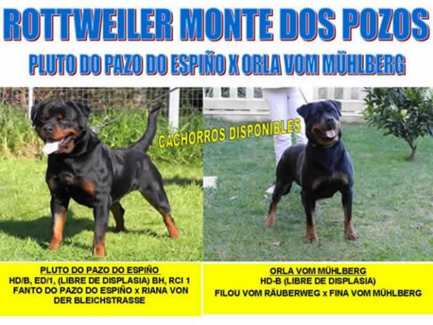 ROTTWEILER CACHORROS DISPONIBLES