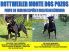 ROTTWEILER CACHORROS DISPONIBLES - mejor precio | unprecio.es