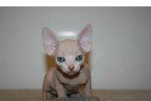 sphynx gatito lindo listo para la venta para cualquier buen hogar