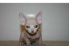 sphynx gatito lindo listo para la venta para cualquier buen hogar - mejor precio | unprecio.es