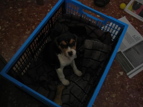 Vendo cachorro Beagle