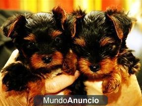 Yorkshire Terrier Perros miniatura, cachorros,