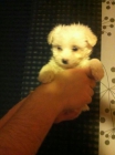 cachorritos talla miniatura garantizados - mejor precio | unprecio.es