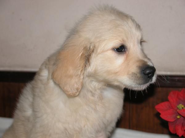 cachorros de golden retriever,vendo