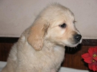 cachorros de golden retriever,vendo - mejor precio | unprecio.es
