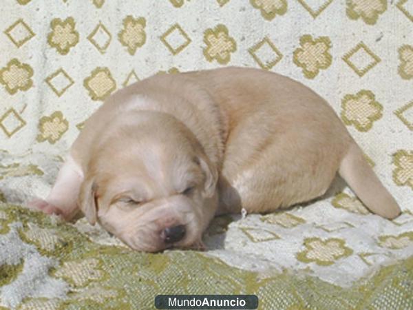 CACHORROS PASTOR BELGA - LABRADOR