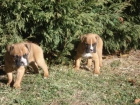 DOS BOXER MACHOS - mejor precio | unprecio.es