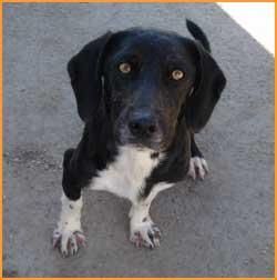 MOON - Perrita Pequeña - Busca FAMILIA ADOPTANTE