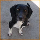 MOON - Perrita Pequeña - Busca FAMILIA ADOPTANTE - mejor precio | unprecio.es