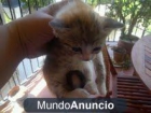 Regalo gatitos - mejor precio | unprecio.es