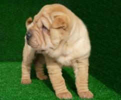 shar pei muy arrugaditos