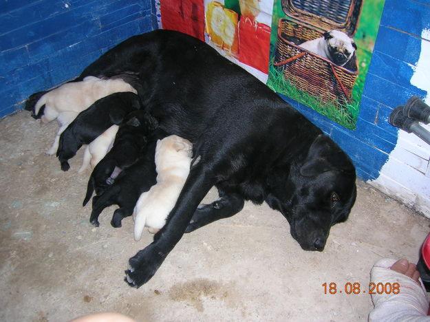 VENDO CAMADA DE LABRADORES