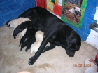 VENDO CAMADA DE LABRADORES - mejor precio | unprecio.es