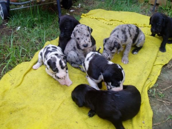 2 ULTIMOS CACHORROS DE DOGO ALEMAN