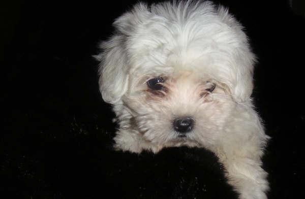 BICHON  MALTES  STANDAR   390