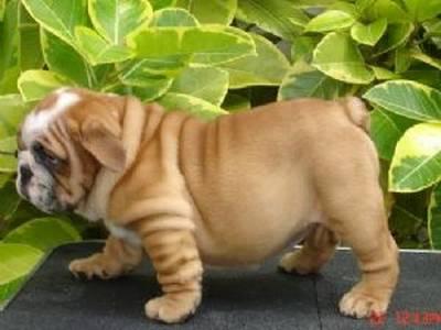 CACHORROS BULLDOG 