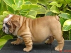 CACHORROS BULLDOG "arrugas GALORE"! - mejor precio | unprecio.es