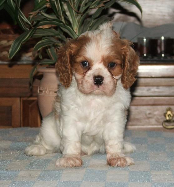 Cavalier King Charles blanco perrito Spaniel (11 semanas)