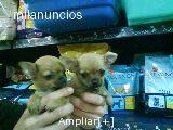 CHIHUAHUAS MINIATURA  EXCELENTES CACHORRITOS A 650€