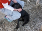 Ernesto, perro tamaño pequeño, 1 año, Cádiz (Kimba) - mejor precio | unprecio.es