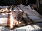 gatito macho de un mes busca hogar urgente - mejor precio | unprecio.es